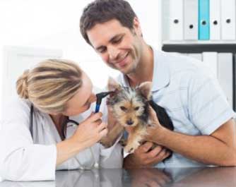 rendez-vous avec le docteur Clinique vétérinaire de Témara