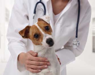 Vétérinaire Berrichi Nasredine (vétérinaire) 